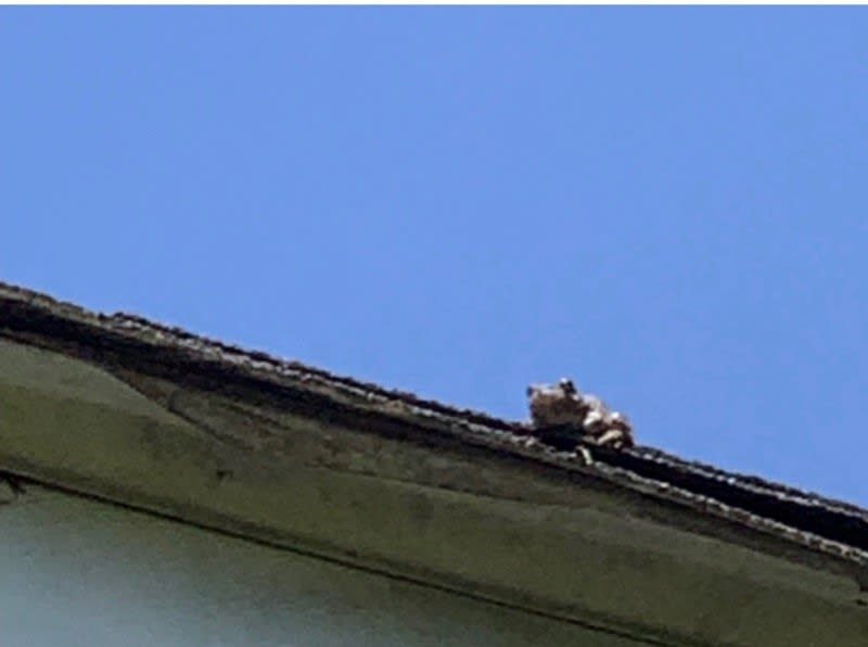 Bullfrog perched on a home's roofline against a blue sky