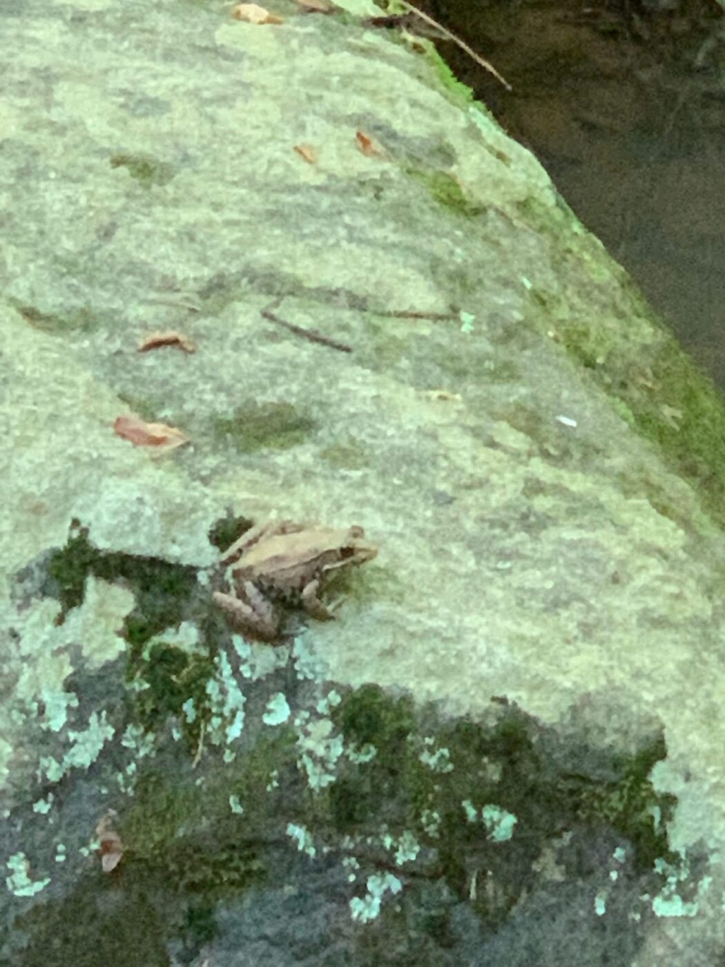 Bullfrog resting on a mossy rock